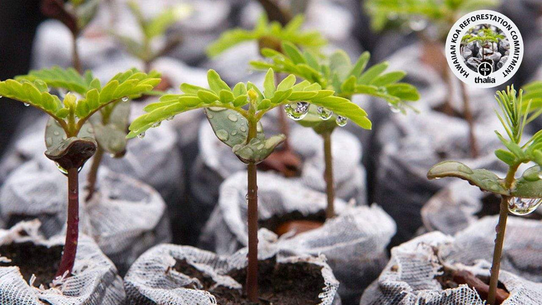 Hawaiian Koa: Thalia's New Sustainability Mission